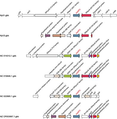 A Novel Multidrug Resistant, Non-Tn4401 Genetic Element-Bearing, Strain of Klebsiella pneumoniae Isolated From an Urban Lake With Drinking and Recreational Water Reuse